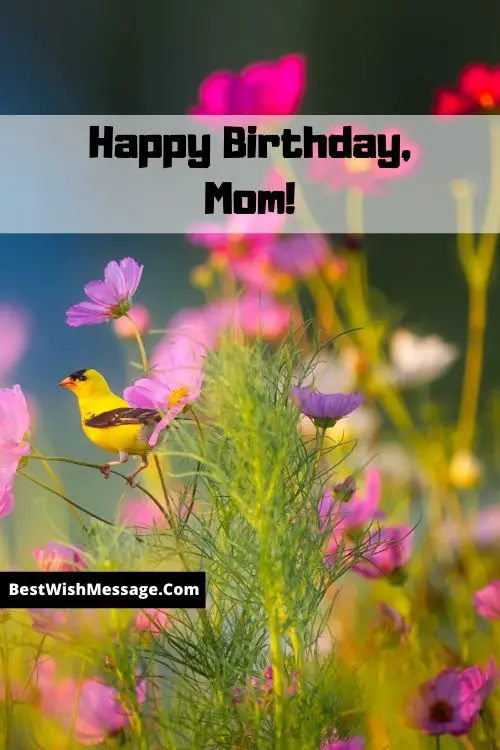 Happy Birthday, Mom - Images